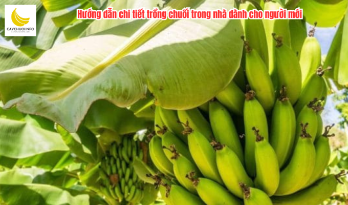 Hướng dẫn chi tiết trồng chuối trong nhà dành cho người mới