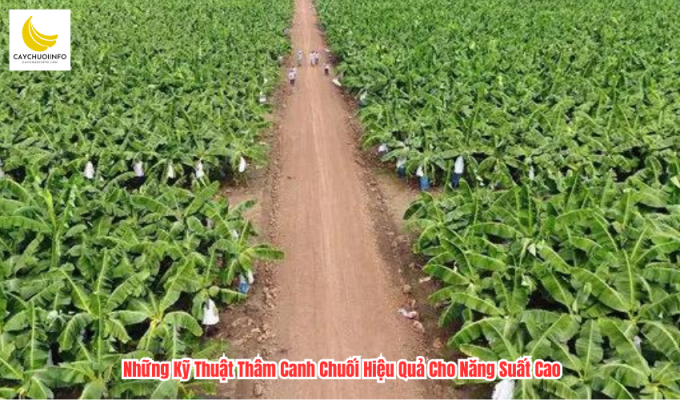 Những Kỹ Thuật Thâm Canh Chuối Hiệu Quả Cho Năng Suất Cao